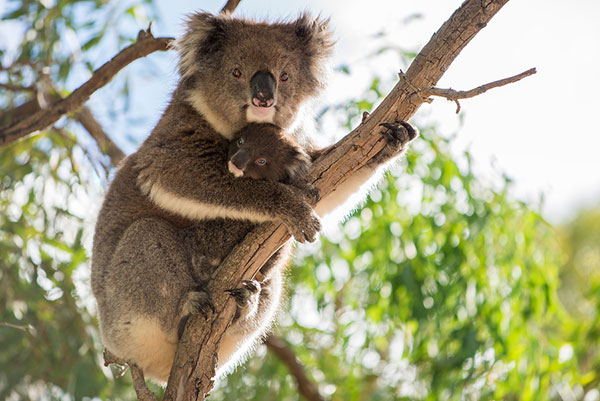 Koala-image-Rockhampton-Zoo.jpg