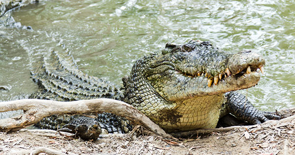 Koorana-Farm-Saltwater-Crocodile-In-Australia.jpg