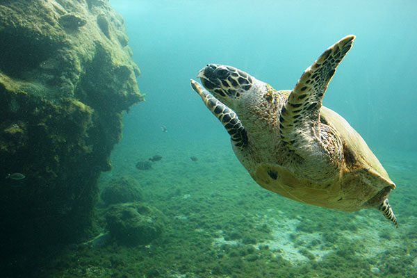 Sea_Turtle.JPG